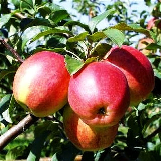 Herbstapfel 'Rewena' (Malus)