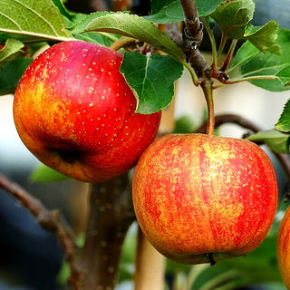 Herbstapfel 'Rubinette Rosso' (Malus)