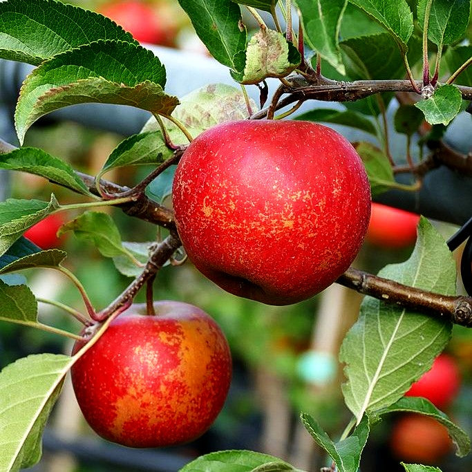 Herbstapfel 'Rubinette Rosso' (Malus)