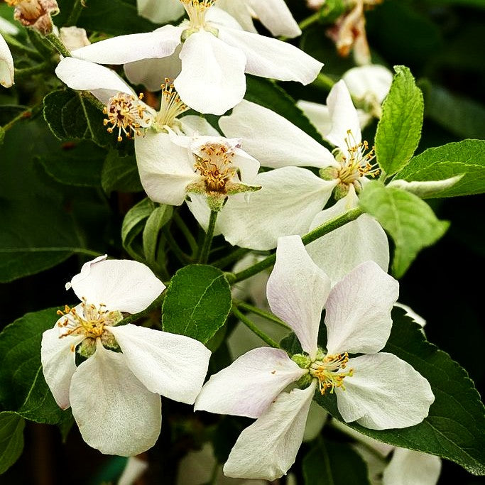 Herbstapfel 'Rubinette Rosso' (Malus)
