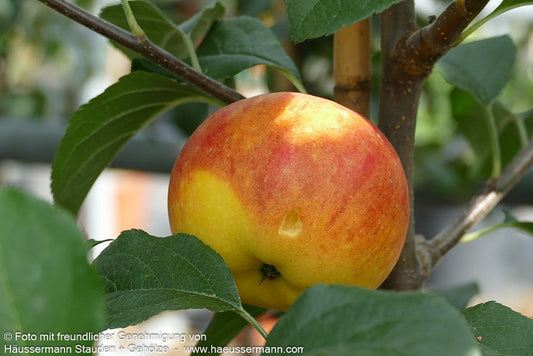 Herbstapfel 'Rubinola' (Malus)