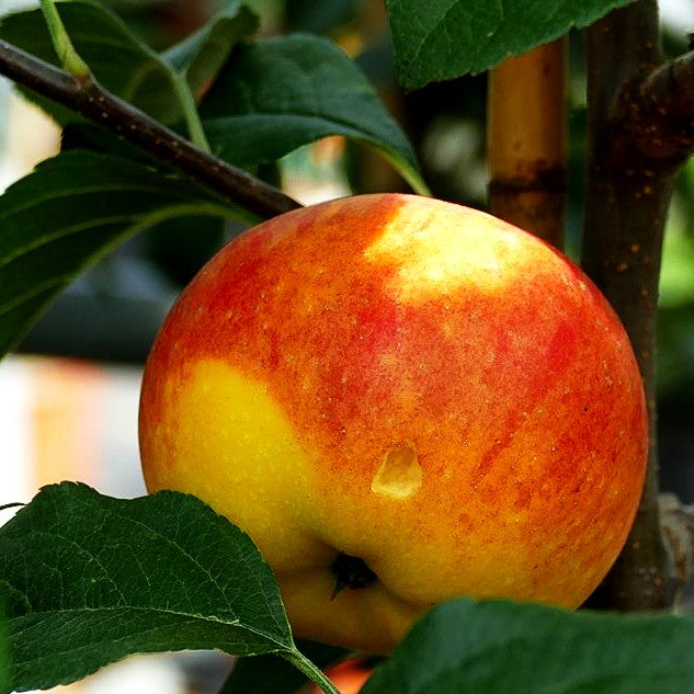 Herbstapfel 'Rubinola' (Malus)