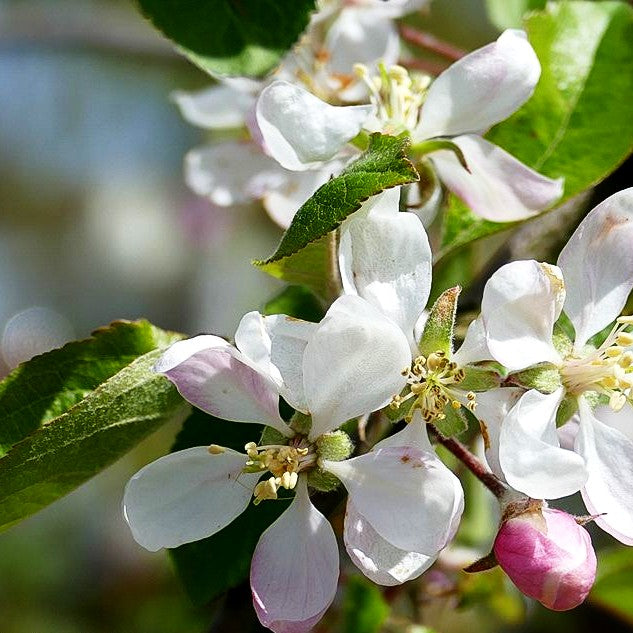 Herbstapfel 'Rubinola' (Malus)