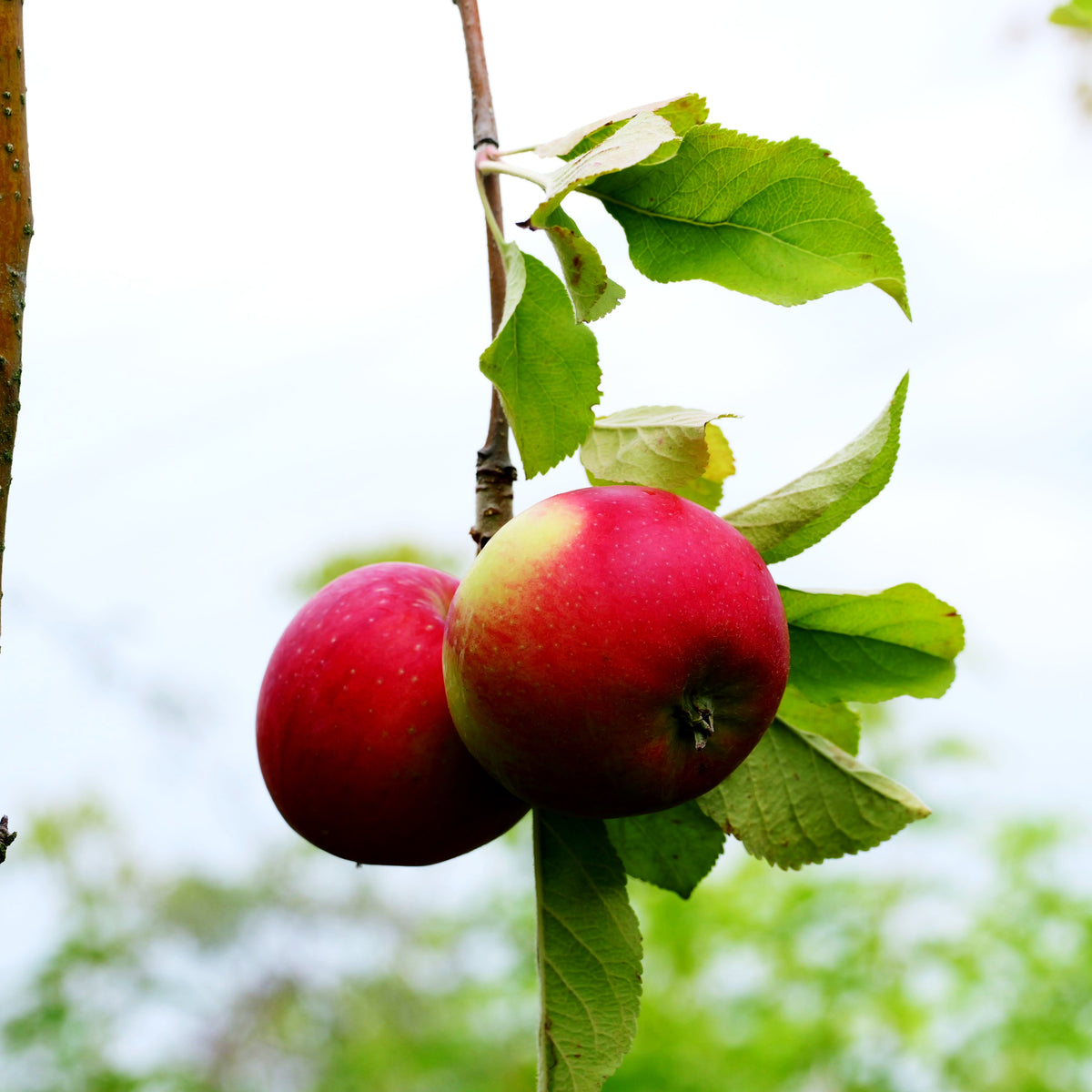 Herbstapfel 'Santana' (Malus)