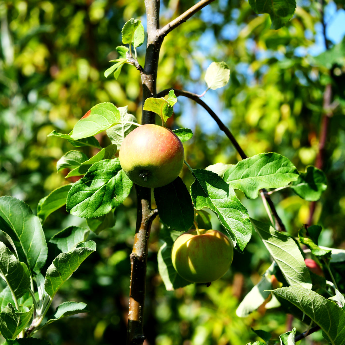 Herbstapfel 'Santana' (Malus)