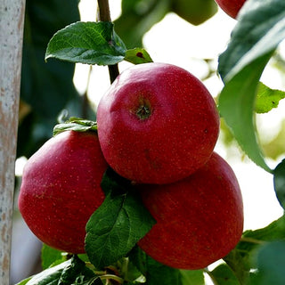 Herbstapfel 'Saturn' (Malus)