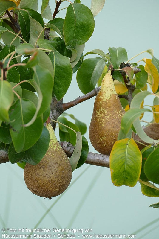 Herbstbirne 'Conferencebirne' (Pyrus com.)