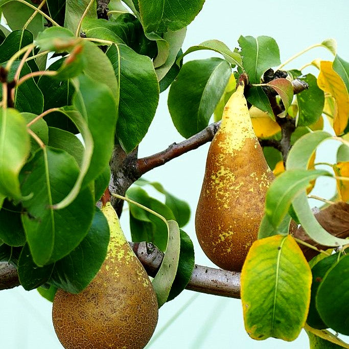 Herbstbirne 'Conferencebirne' (Pyrus com.)