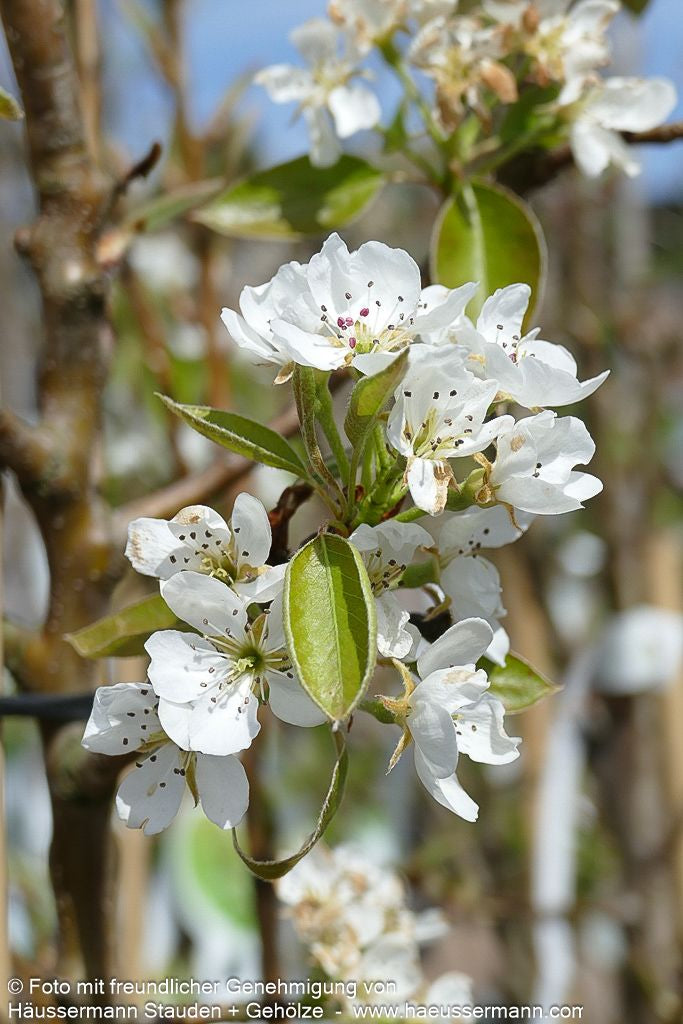 Herbstbirne 'Conferencebirne' (Pyrus com.)