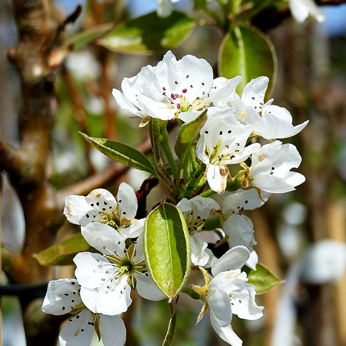 Herbstbirne 'Conferencebirne' (Pyrus com.)