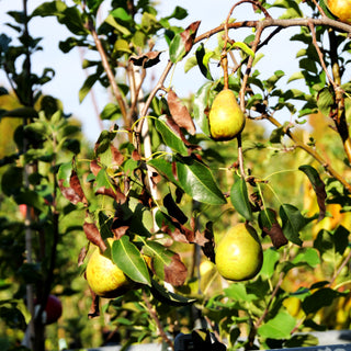 Herbstbirne 'Gellerts Butterbirne' (Pyrus com.)