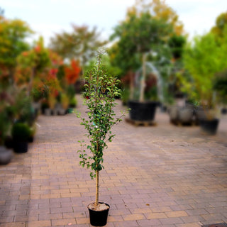 Herbstbirne 'Gute Luise v.Avranches' (Pyrus com.)