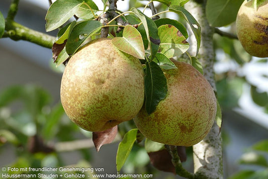 Herbstbirne 'Vereins Dechantsbirne' (Pyrus com.)
