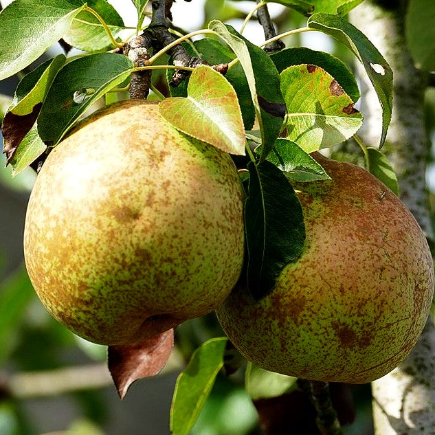 Herbstbirne 'Vereins Dechantsbirne' (Pyrus com.)