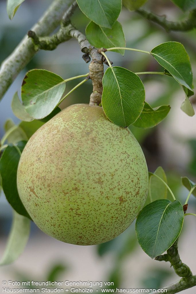 Herbstbirne 'Vereins Dechantsbirne' (Pyrus com.)