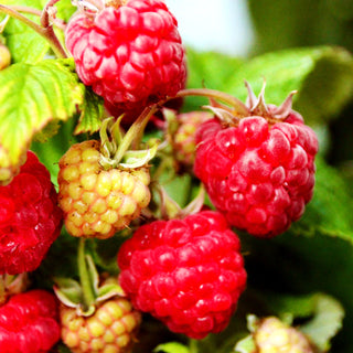 Herbsthimbeere 'Aroma-Queen' (Rubus id. II)