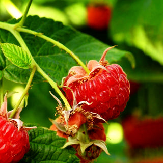 Herbsthimbeere 'Autumn Bliss' (Rubus id. II)
