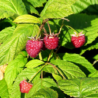 Herbsthimbeere 'Autumn Bliss' (Rubus id. II)