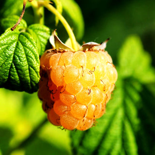 Herbsthimbeere 'Golden Everest' (Rubus id. II)