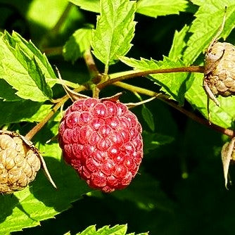 Herbsthimbeere 'Primeberry Autumn Belle' -R- (Rubus id.)