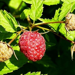 Herbsthimbeere 'Primeberry Autumn Belle' -R- (Rubus id.)