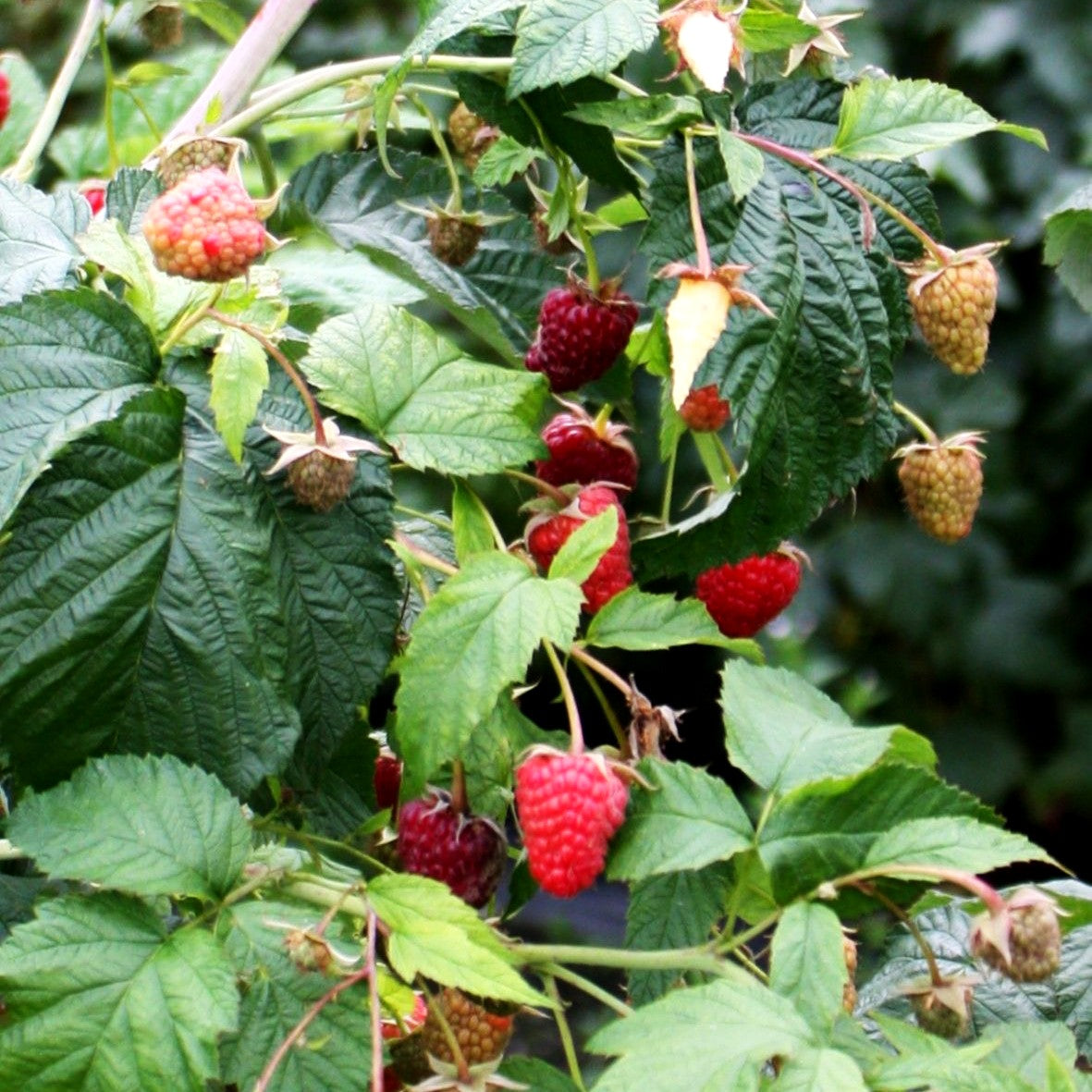 Herbsthimbeere 'Primeberry Autumn Belle' -R- (Rubus id.)