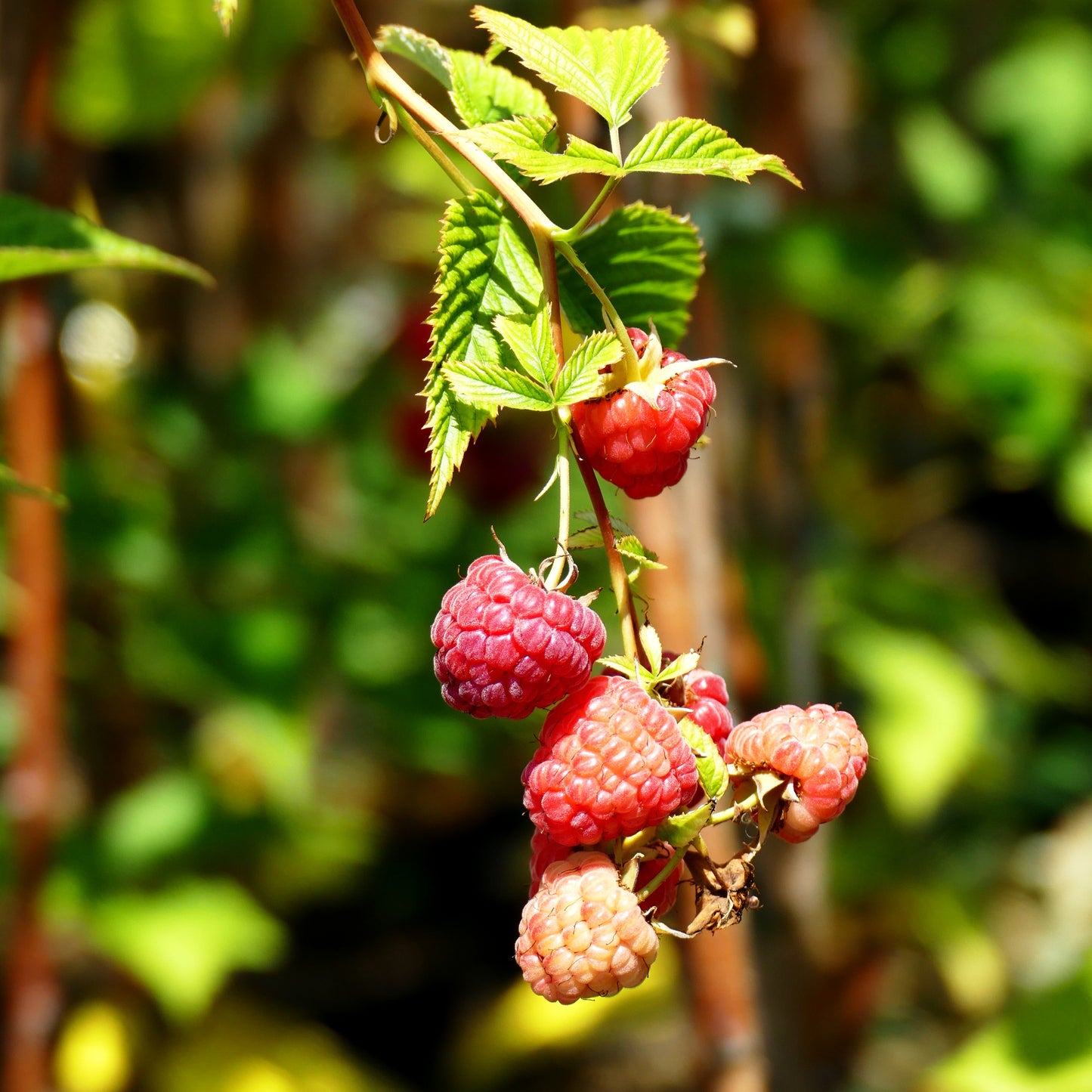 Herbsthimbeere 'Primeberry Autumn Chef' (Rubus id.)