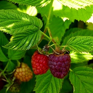 Herbsthimbeere 'Primeberry Autumn First' -R- (Rubus id.)