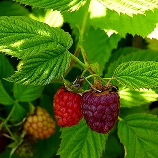 Herbsthimbeere 'Primeberry Autumn First' -R- (Rubus id.)
