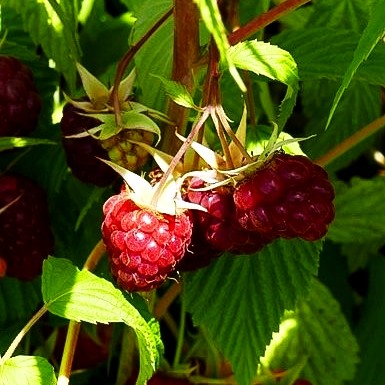 Herbsthimbeere 'Primeberry Autumn Happy' -R- (Rubus id.)
