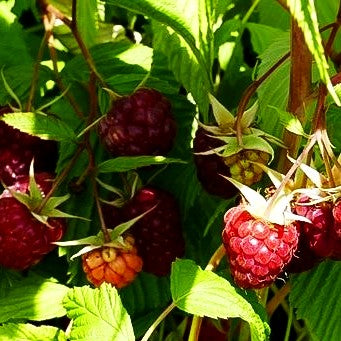 Herbsthimbeere 'Primeberry Autumn Happy' -R- (Rubus id.)