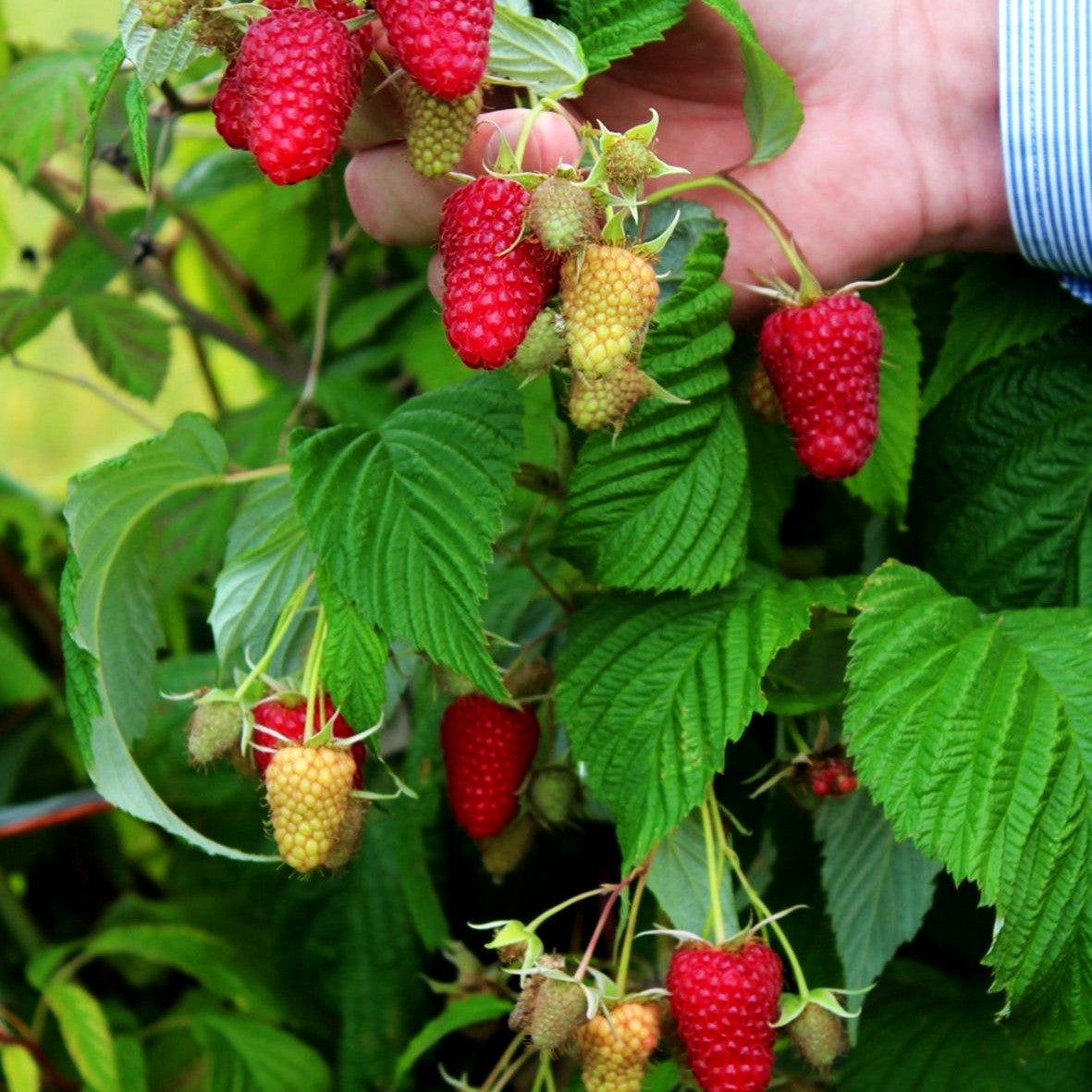 Herbsthimbeere 'Primeberry Autumn Happy' -R- (Rubus id.)