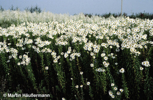 Herbstmargerite (Leucanthemella serotina)