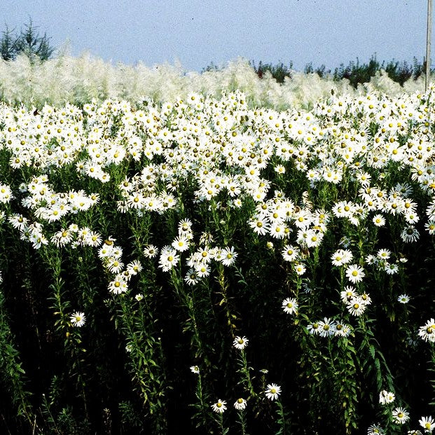 Herbstmargerite (Leucanthemella serotina)