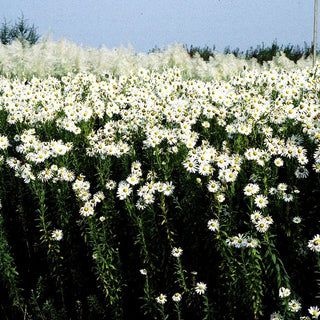 Herbstmargerite (Leucanthemella serotina)