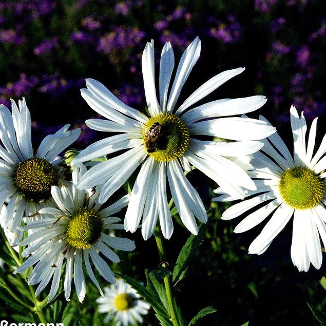 Herbstmargerite (Leucanthemella serotina)