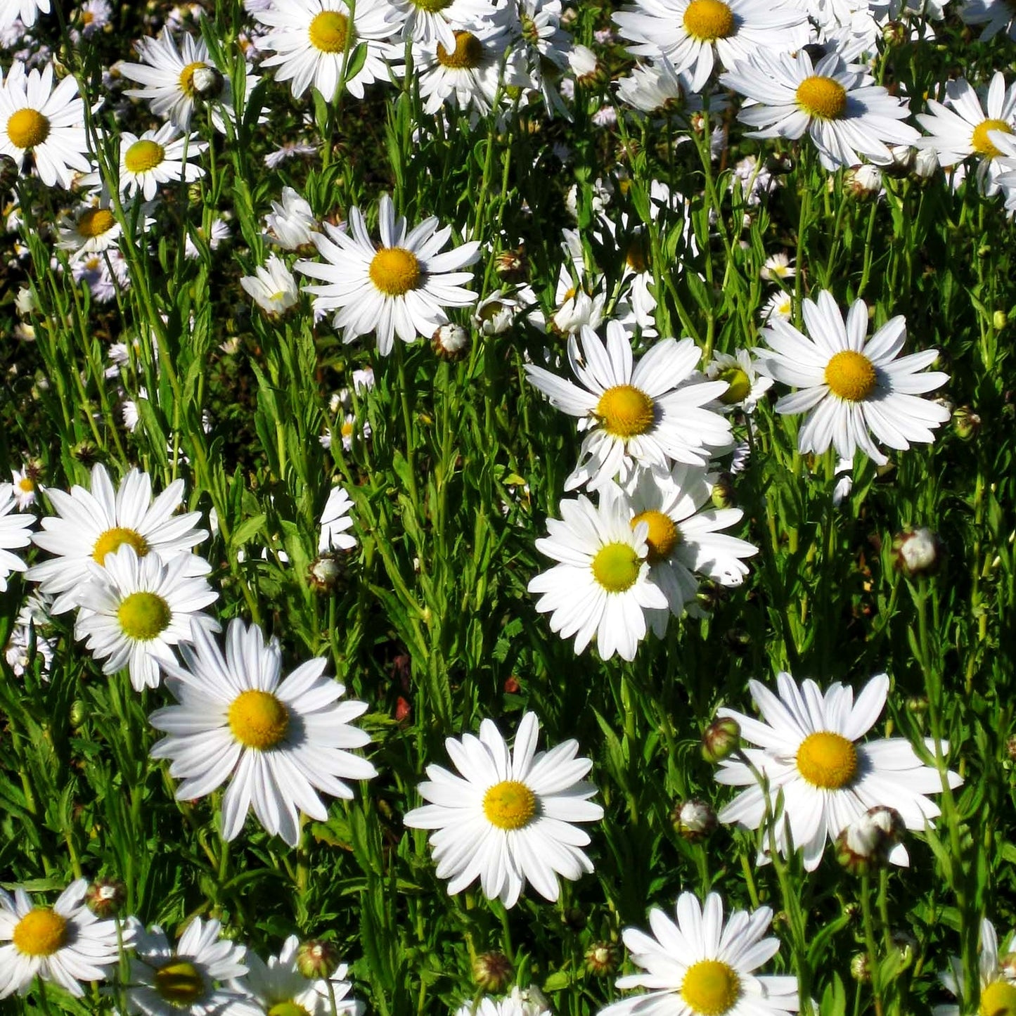 Herbstmargerite (Leucanthemella serotina)