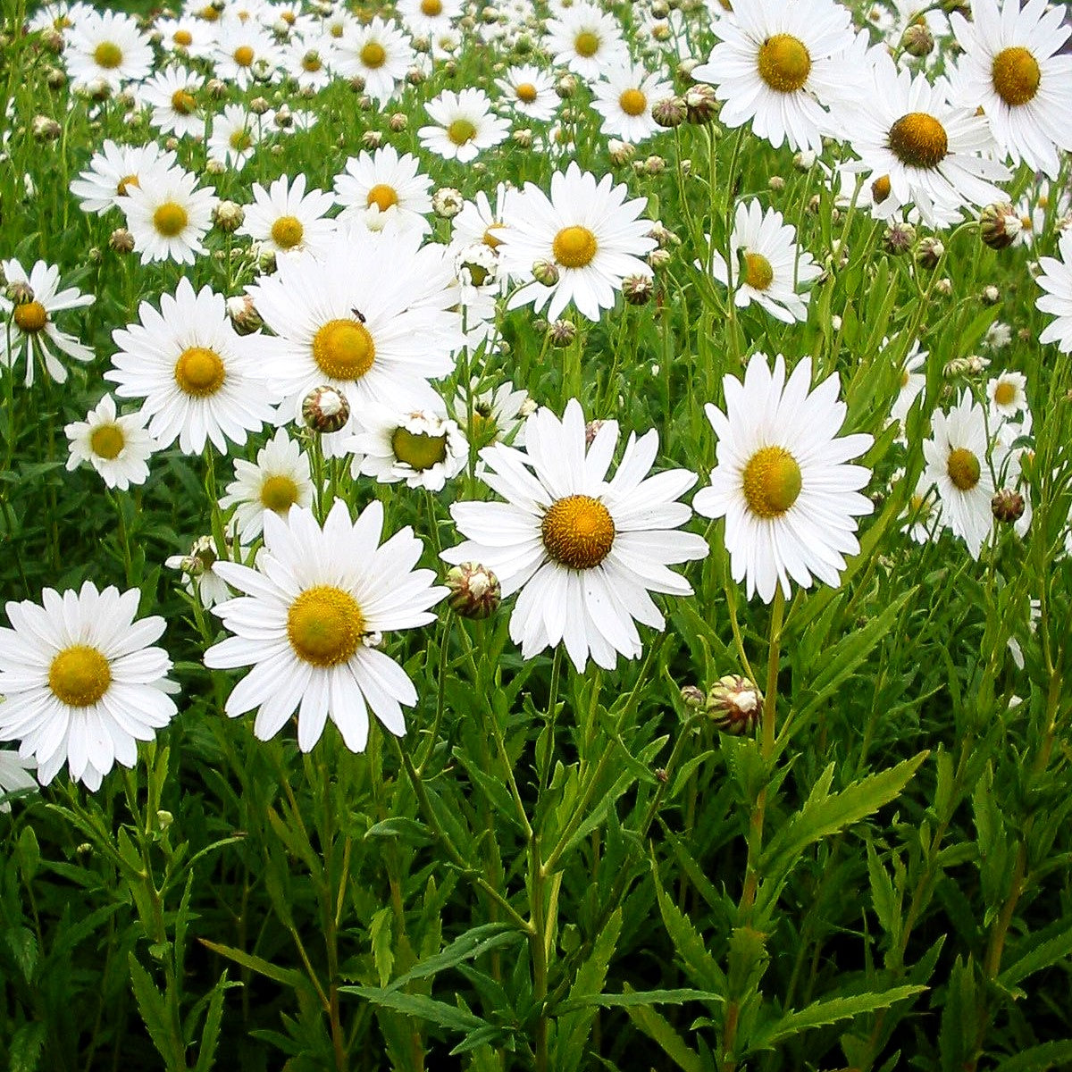 Herbstmargerite (Leucanthemella serotina)