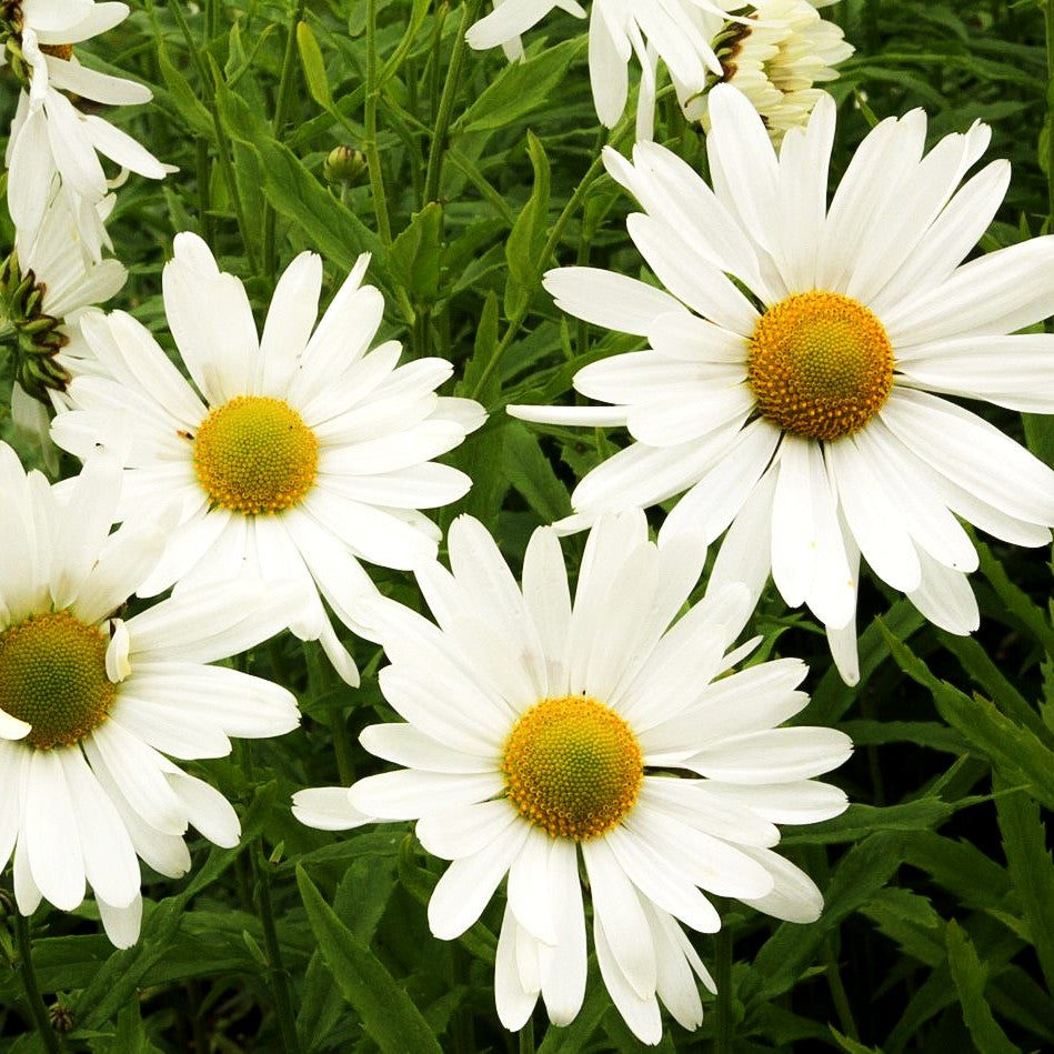 Herbstmargerite (Leucanthemella serotina)
