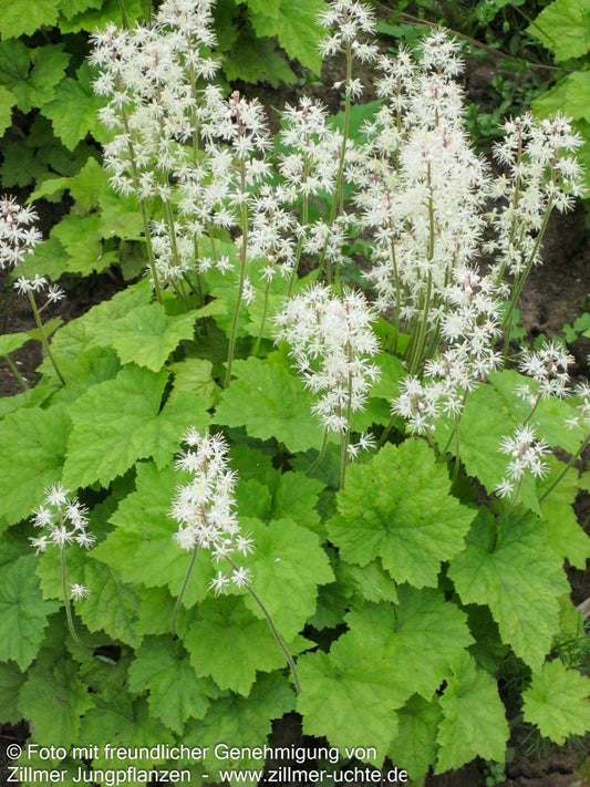 Herzblättrige Schaumblüte (Tiarella cordifolia)