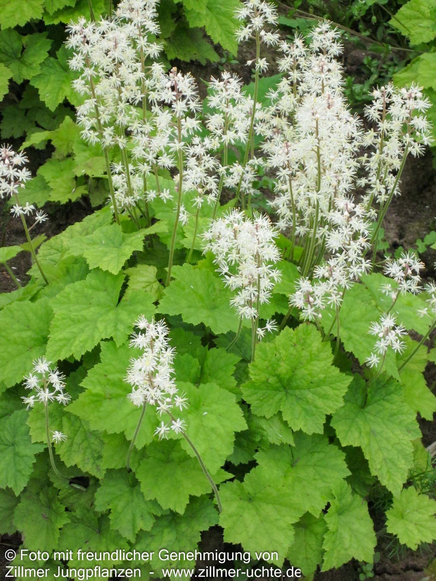Herzblättrige Schaumblüte (Tiarella cordifolia)