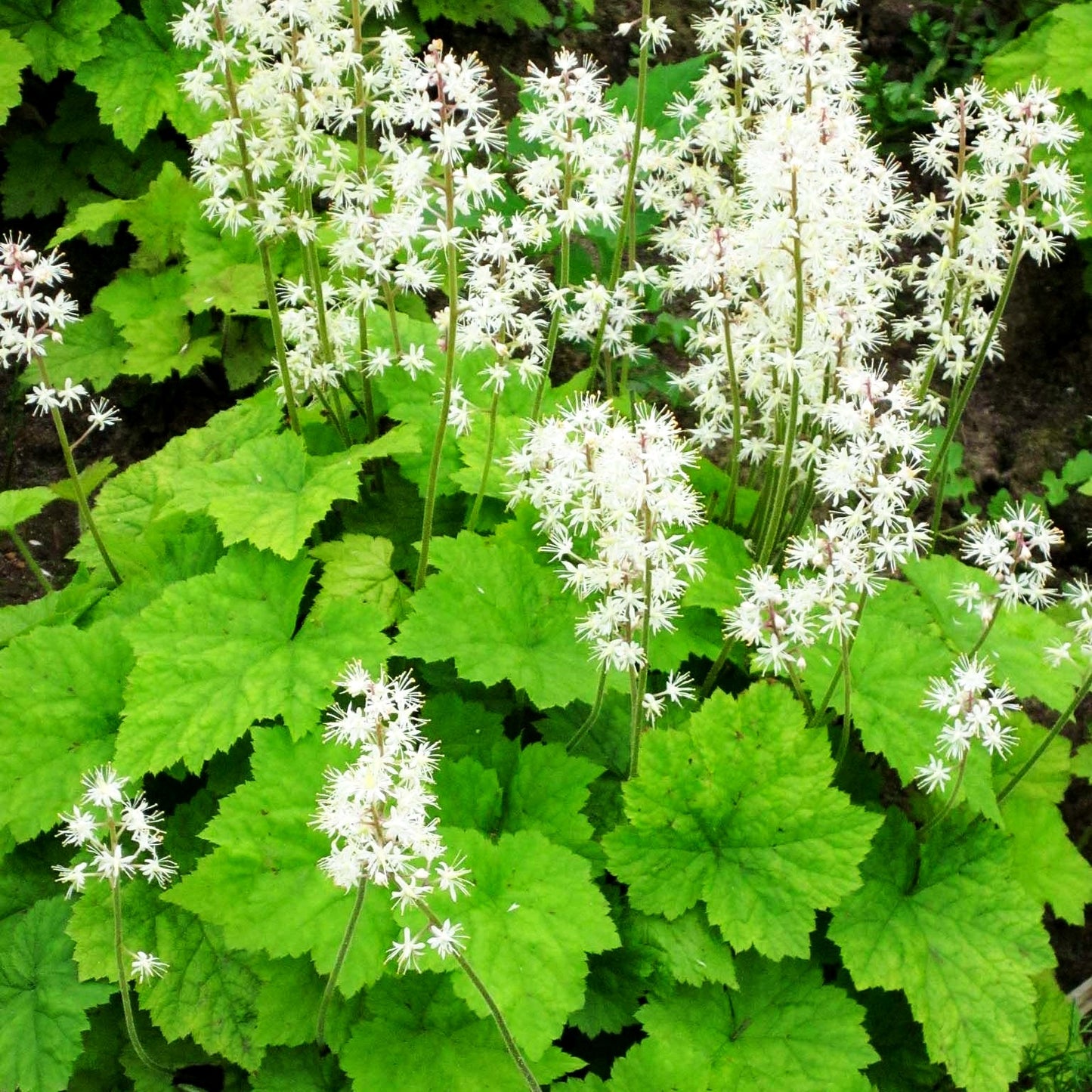 Herzblättrige Schaumblüte (Tiarella cordifolia)