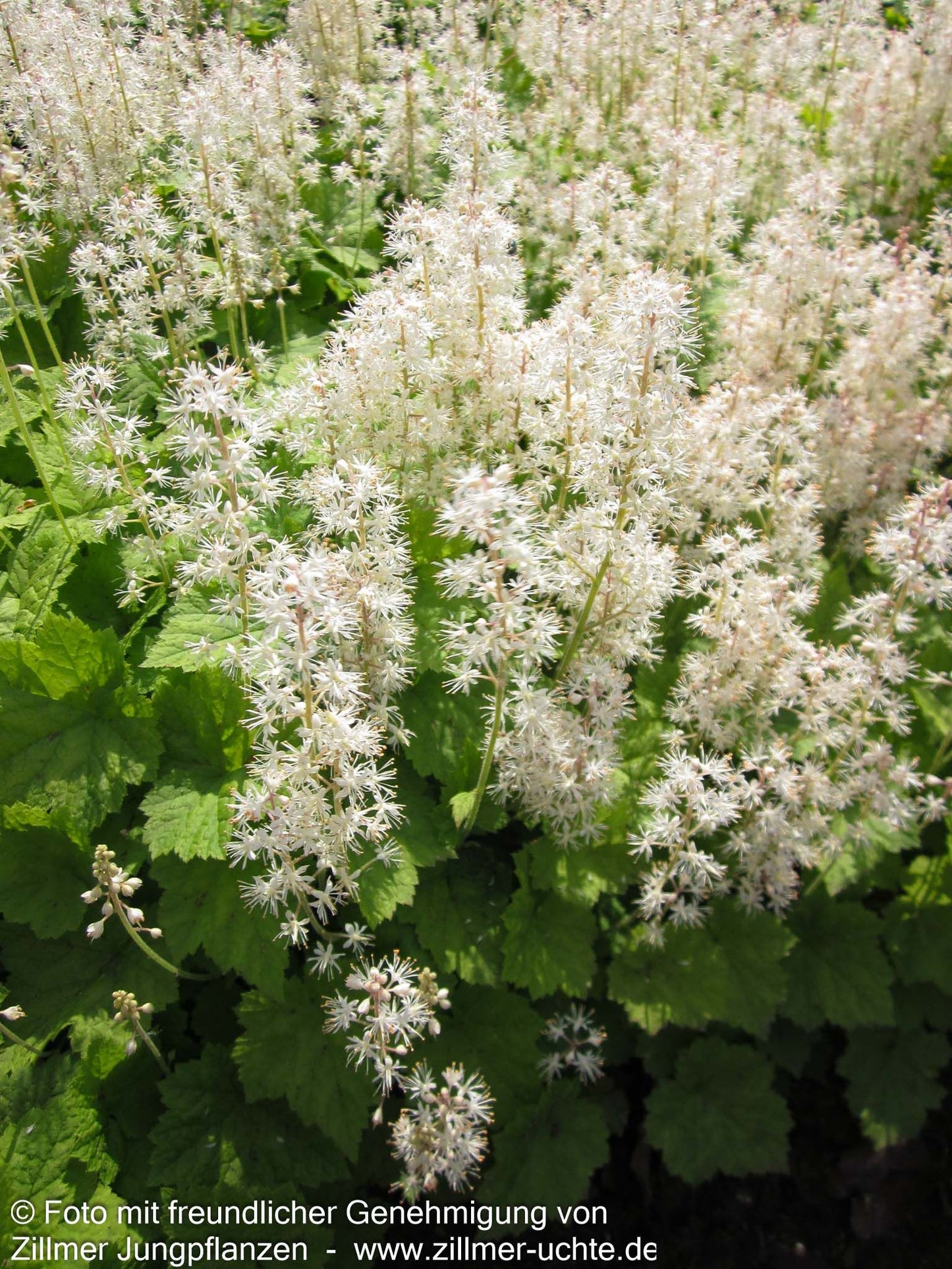 Herzblättrige Schaumblüte (Tiarella cordifolia)