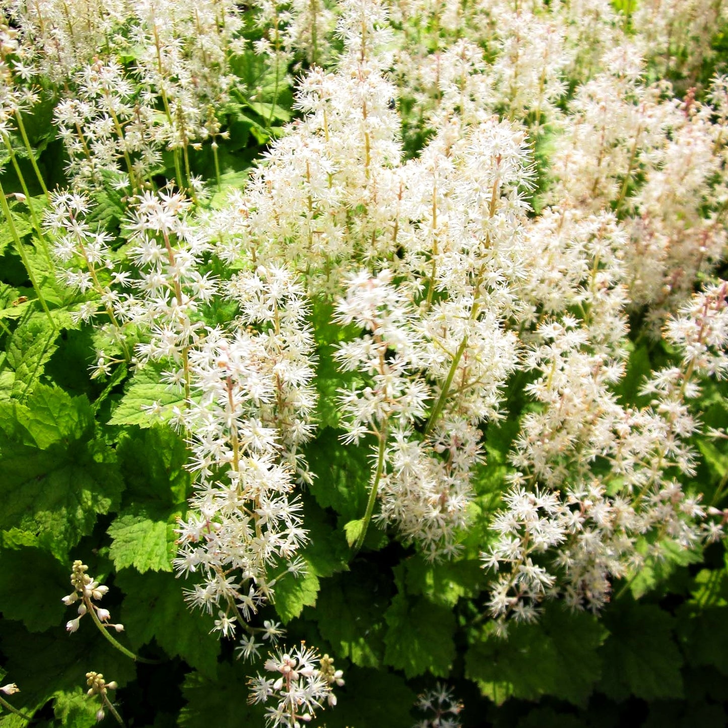 Herzblättrige Schaumblüte (Tiarella cordifolia)