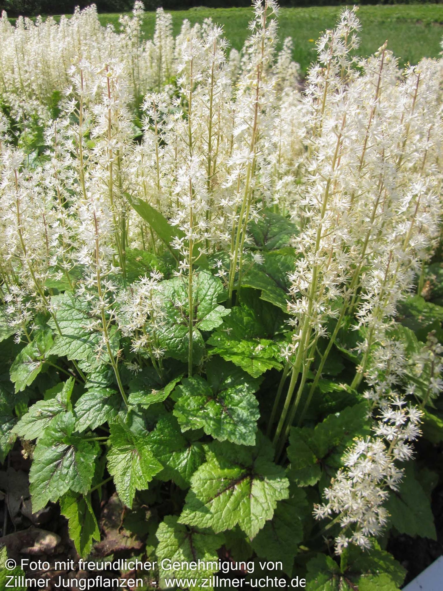 Herzblättrige Schaumblüte (Tiarella cordifolia)