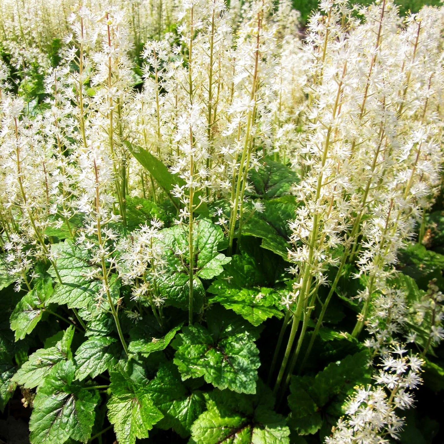 Herzblättrige Schaumblüte (Tiarella cordifolia)