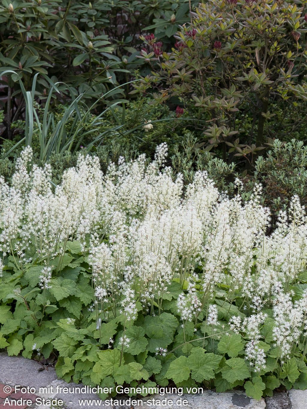 Herzblättrige Schaumblüte (Tiarella cordifolia)