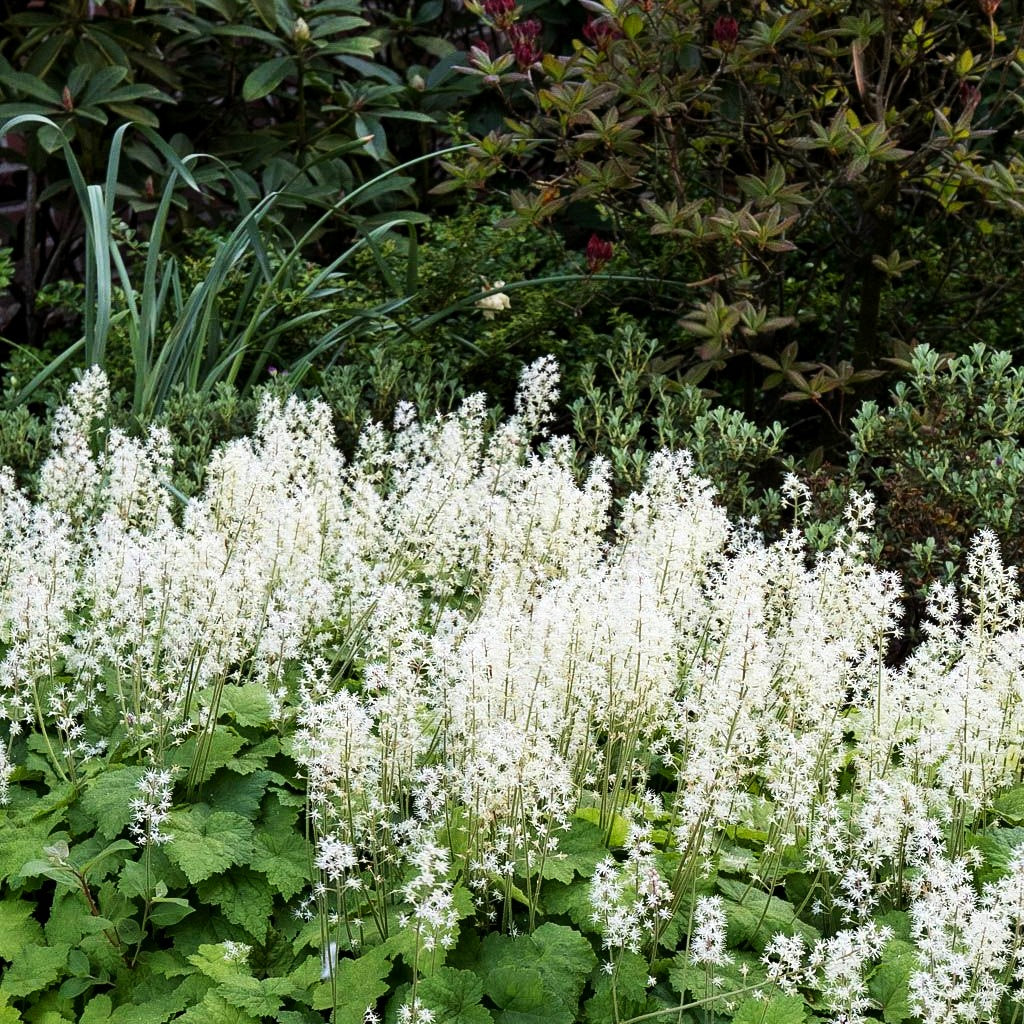 Herzblättrige Schaumblüte (Tiarella cordifolia)