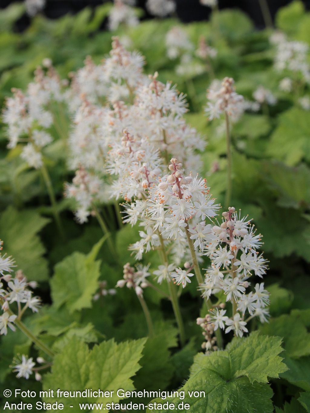 Herzblättrige Schaumblüte (Tiarella cordifolia)