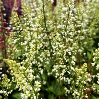Heucherella 'Diamond Revolution' (Heucherella tiarell.)